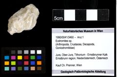 Foto (Objekt + Etiketten) von Eodromites sp. 